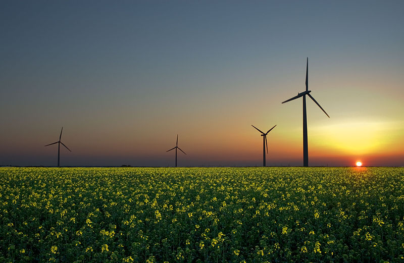 Wind turbines in a rapeseed field, Jürgen from Sandesneben, Germany