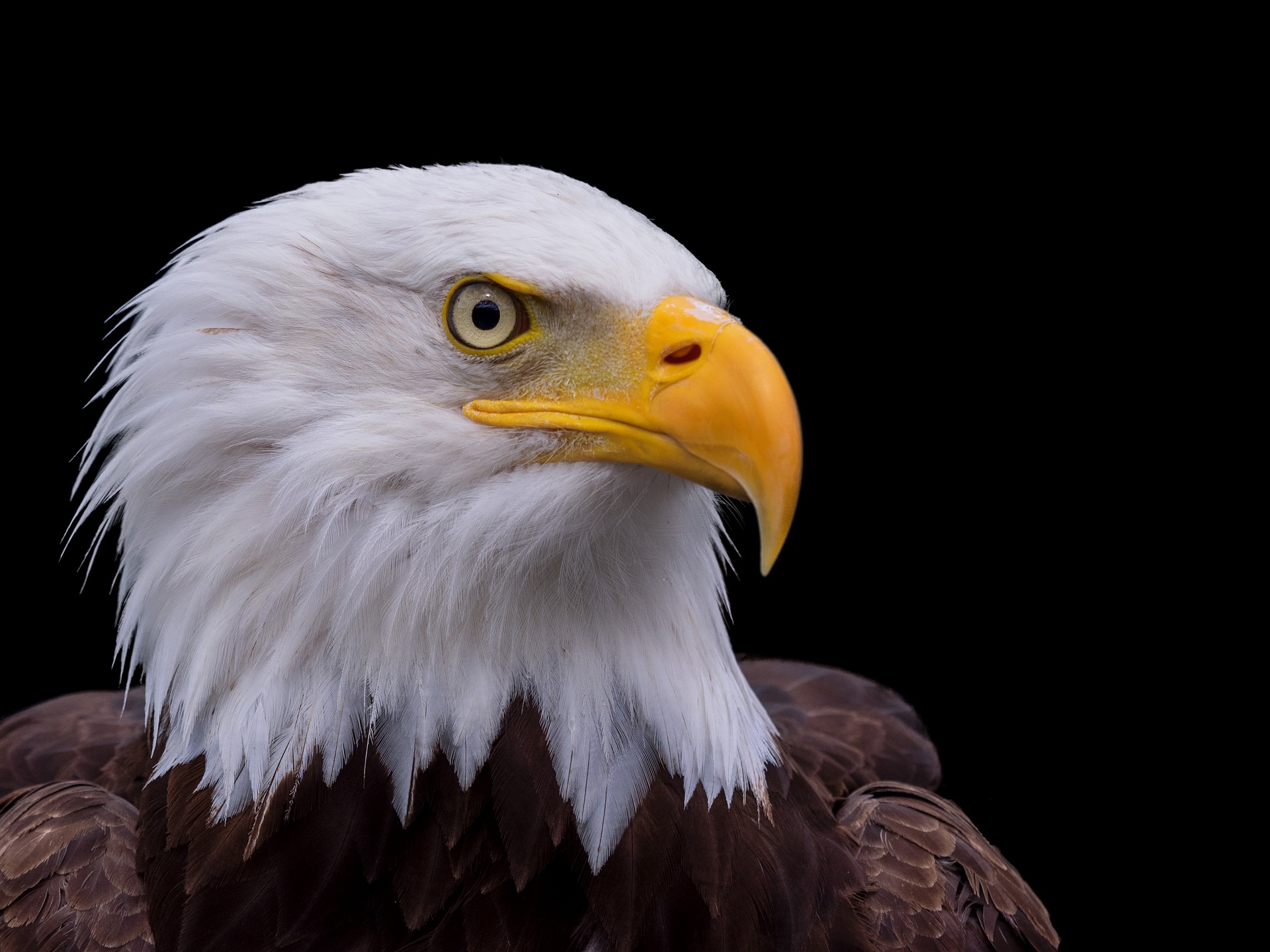 Head of bald eagle