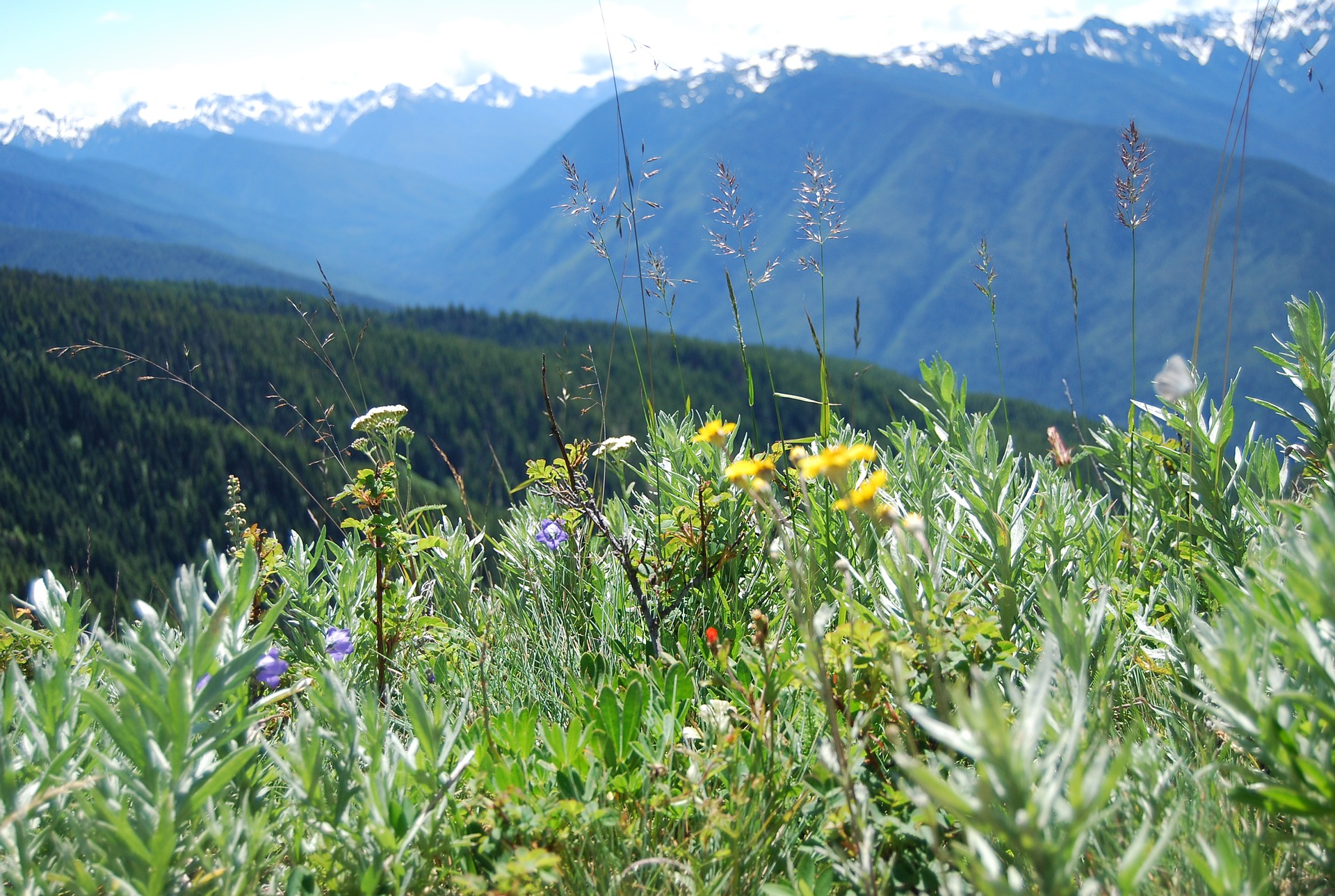 Hurricane Ridge in Olympic Peninsula WA