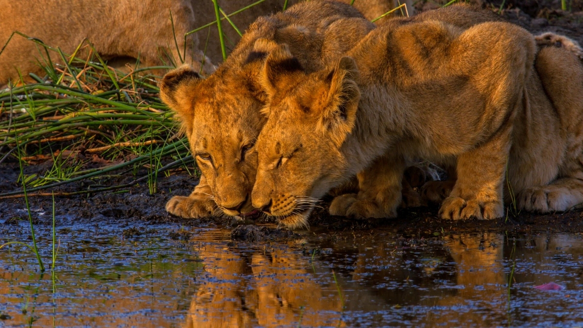 tiger drinking water