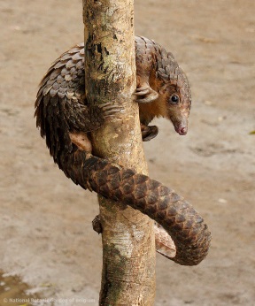 pangolin