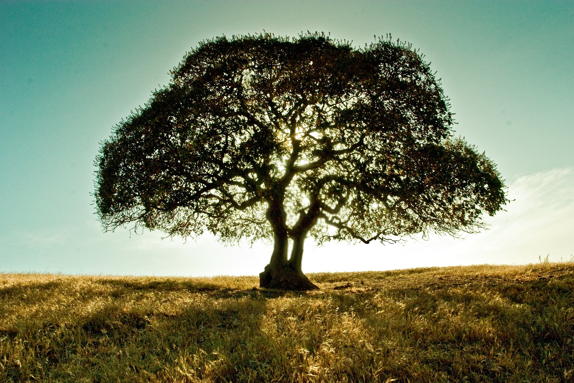 A tree standing