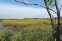 Sayreville Marshland