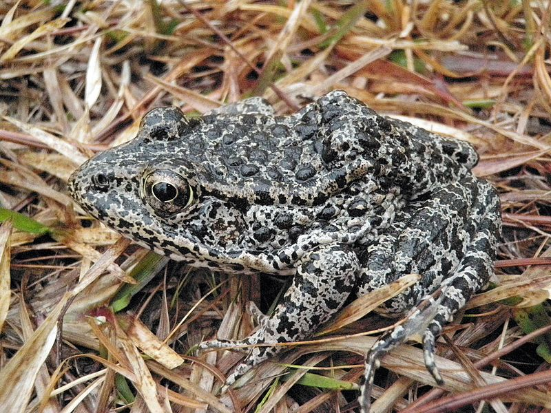 Dusky Gopher Frog