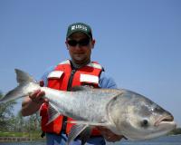 Bighead carp collected on the Illinois River. Source: US Geological Survey, public domain image.