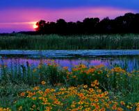 Wetland