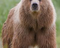 brown bear