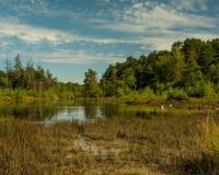 Wetland marsh