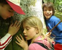 Discovering the Trees, Alessandro Pucci