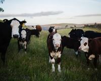 cows grazing in a field