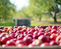 Apples in harvest