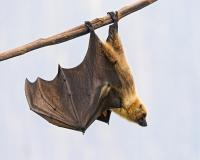 Bat