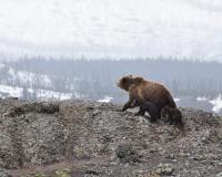 Bears in Alaska