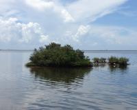 Coastal wetlands