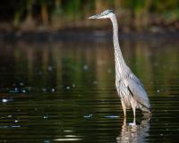 Blue heron are among the species benefiting from bipartisan conservation efforts