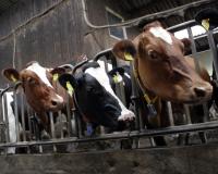 confined cows