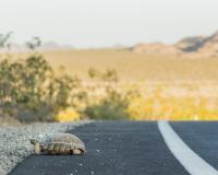 desert tortoise