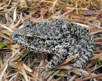 Dusky Gopher Frog