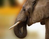 African elephant in Botswana (Sponchia / Pixabay).