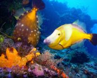 Filefish in Cozumel, Mexico 