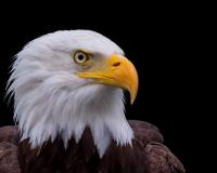 Head of bald eagle