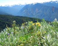 Hurricane Ridge in Olympic Peninsula WA