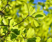 Leaves of an oak tree