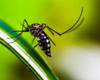 Mosquito on leaf