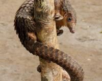 White-bellied pangolin, National Botanic Garden of Belgium