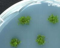 Plants on agar, Sabisteb