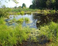 wetland habitat