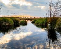 Wetlands landscape