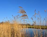 wetlands