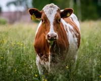 Cow in grass field