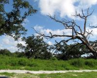 Nature path in Gulf Coast