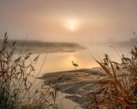 heron on riverbank