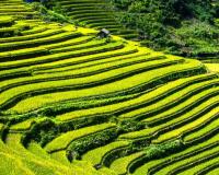 Rice terraces