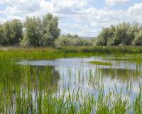 Wetland in Washington State