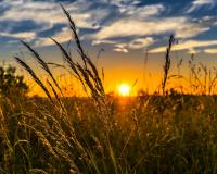 Wheat fields at sunset