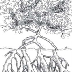 drawing of a tree with 4 large roots under water