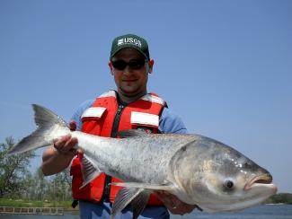 Bighead carp collected on the Illinois River. Source: US Geological Survey, public domain image.