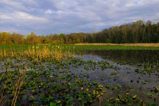 Wetland—US EPA