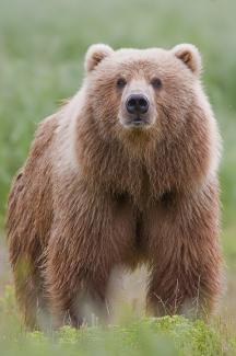 brown bear