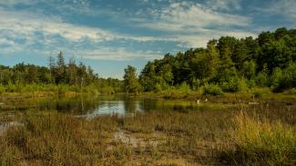 Wetland marsh