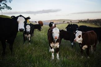 cows grazing in a field