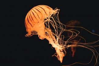 jellyfish