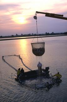 Fishing boat catch