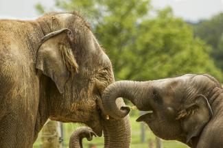 Baby elephant