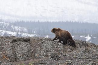 Bears in Alaska