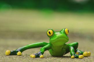 Are frogs better than humans at responding to slow threats?